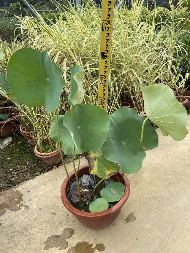Nelumbo nucifera