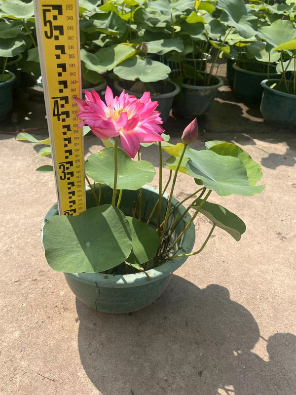 Nelumbo sp