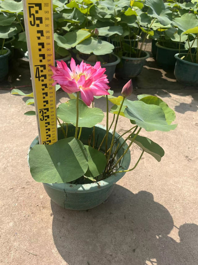 Nelumbo sp