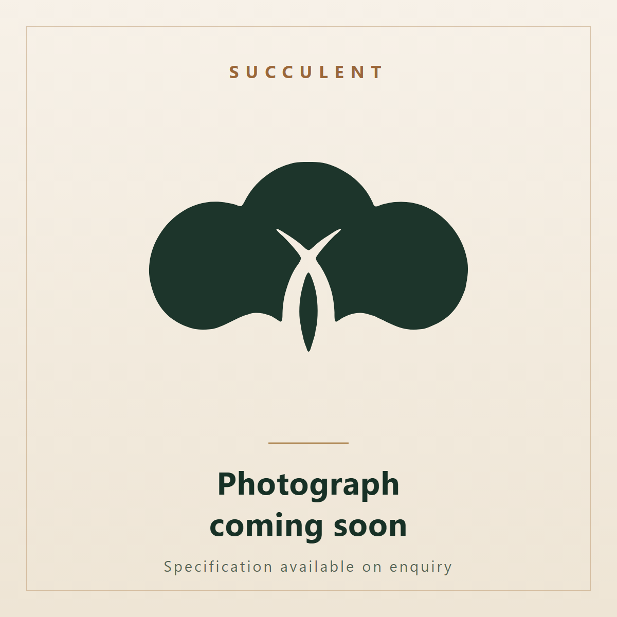 Neobuxbaumia polylopha. Ornatec International, photograph coming soon.