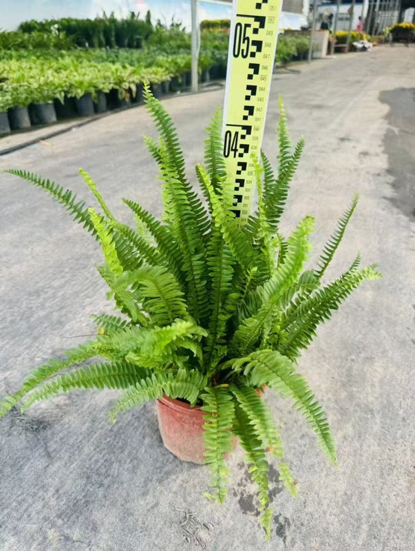 Nephrolepis cordifolia