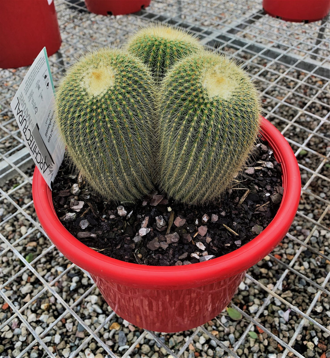 Notocactus leninghausii