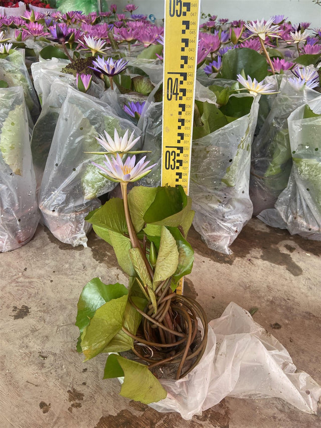 Nymphaea hybrids