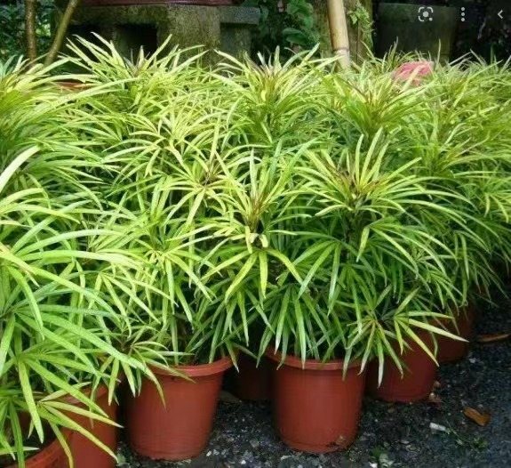 Osmoxylon lineare