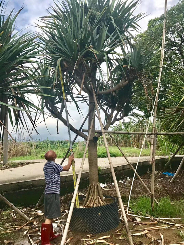 Pandanus