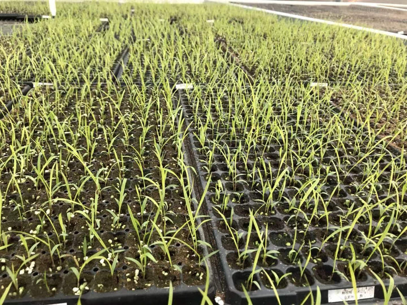 Panicum virgatum