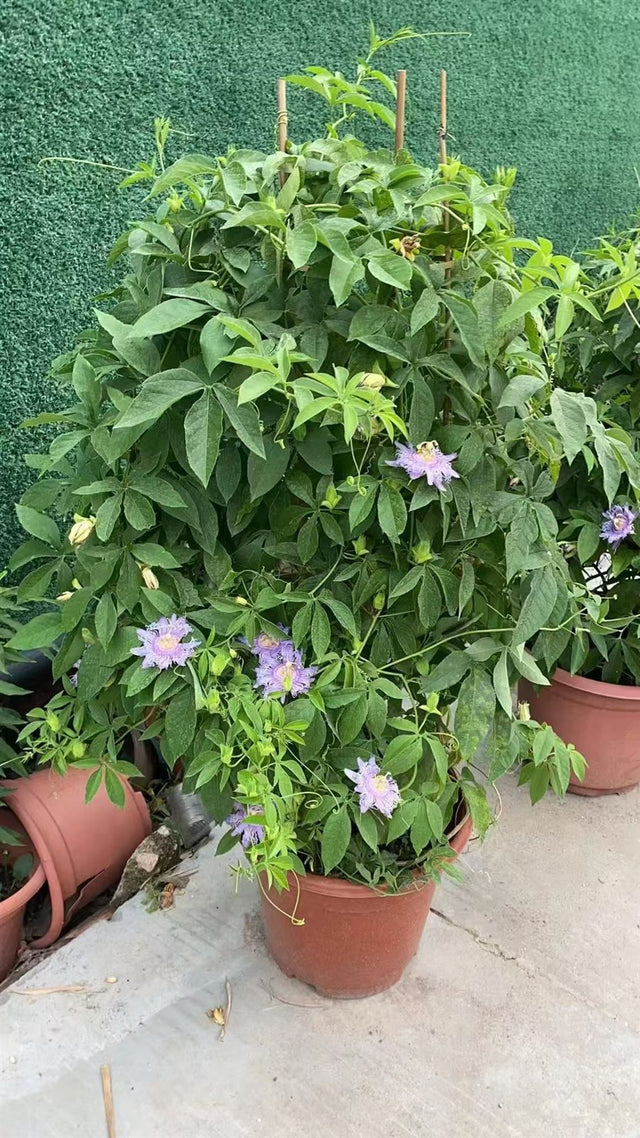 Passiflora coccinea