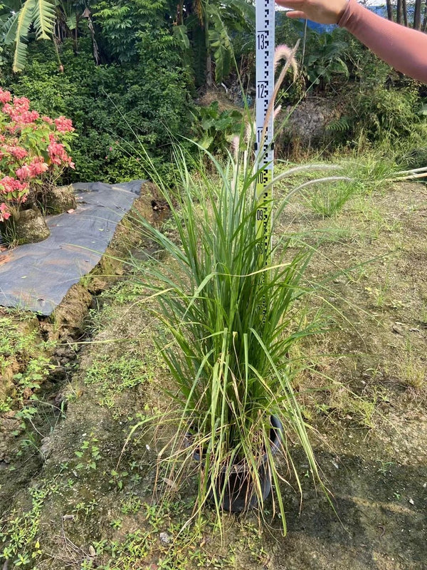 Pennisetum alopecurioides