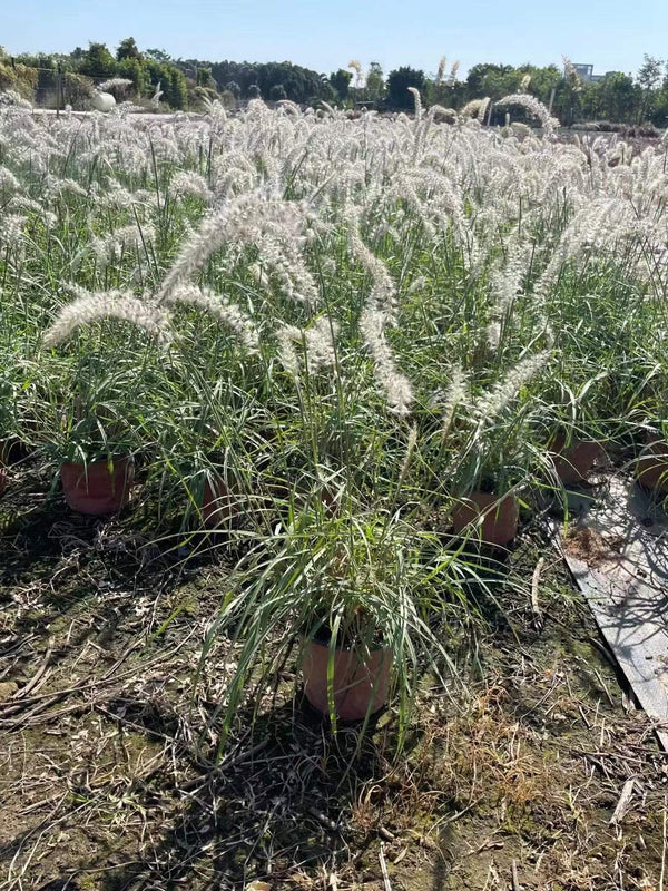 Pennisetum orientale