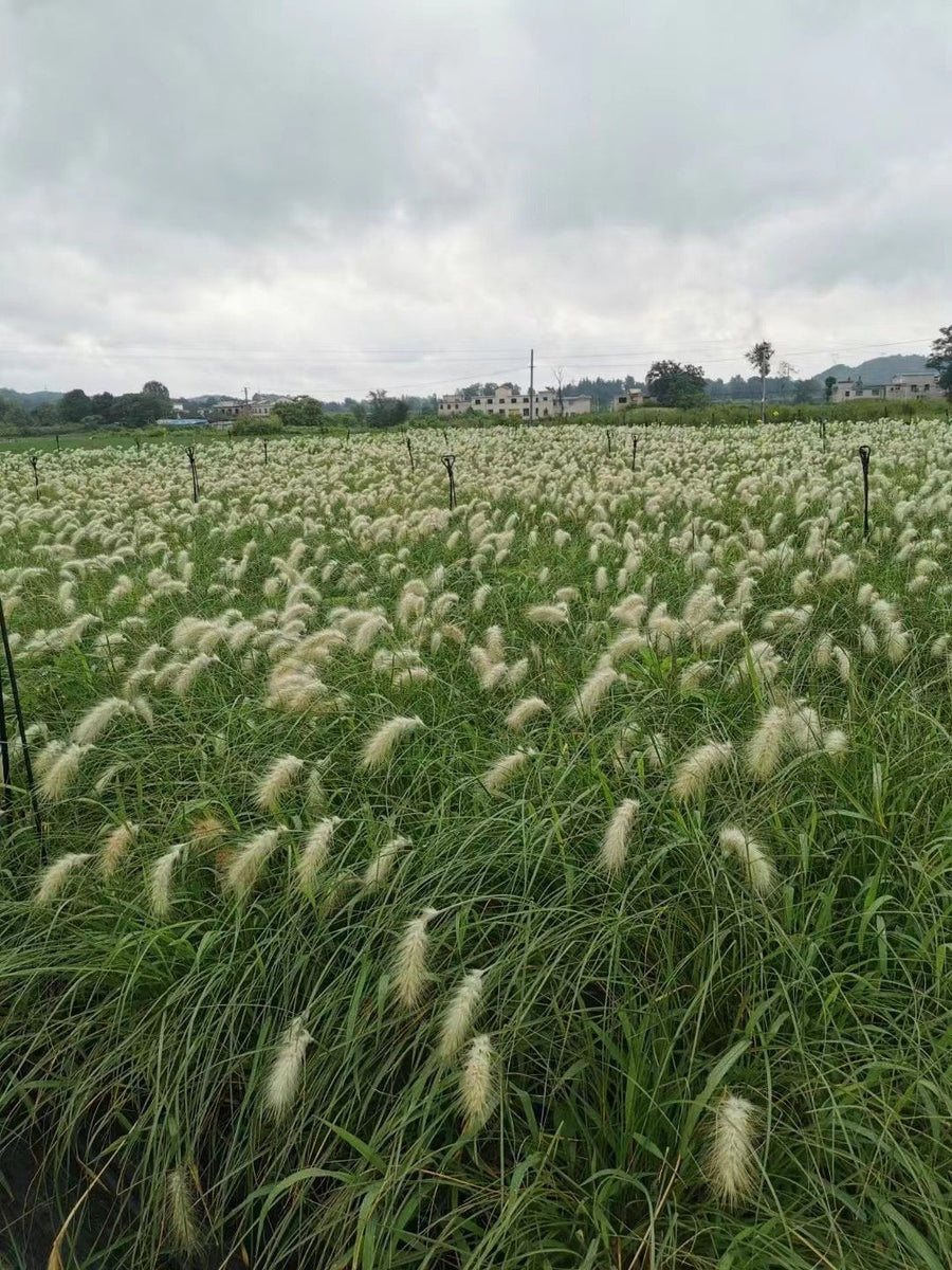 Pennisetum villosum