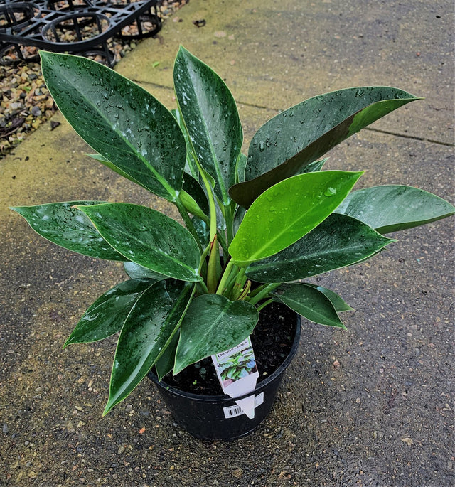 Philodendron 'Chinese Congo', potted plant with glossy dark green leaves after watering