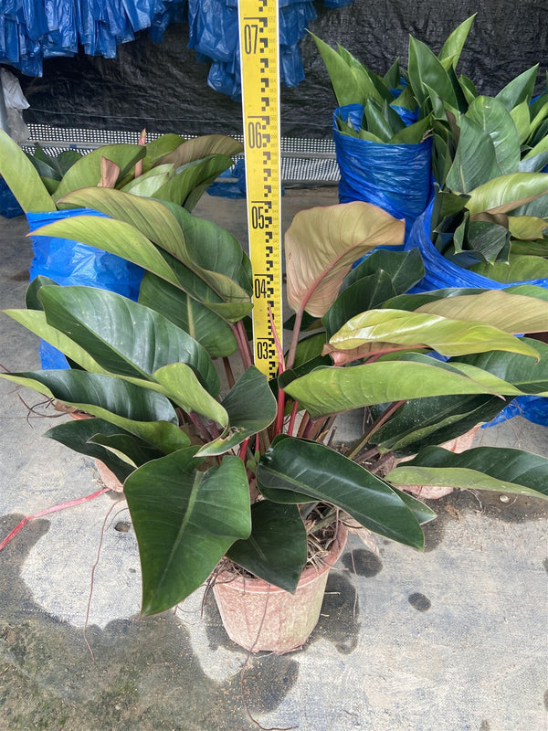 Philodendron rojo
