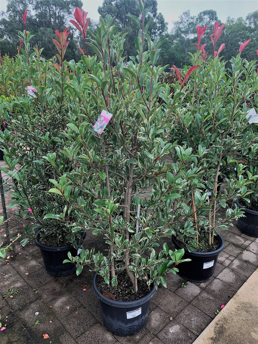 Photinia x