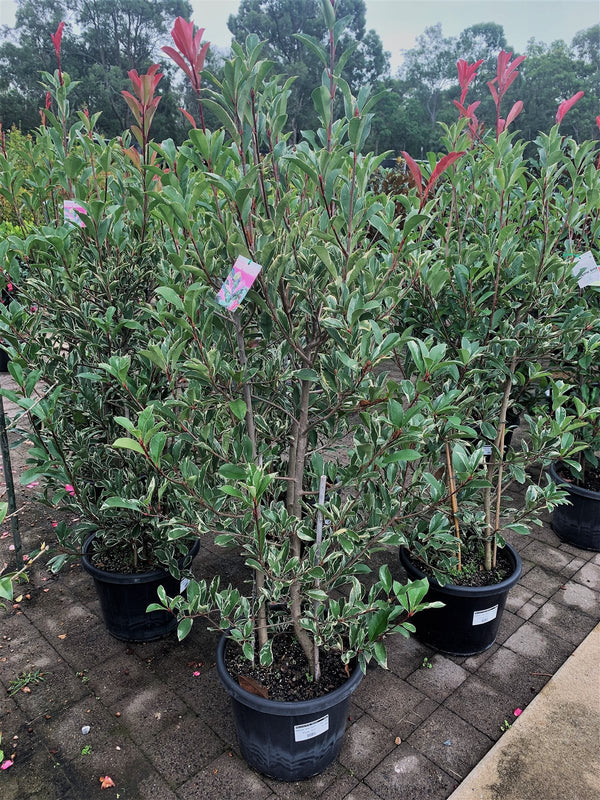 Photinia x