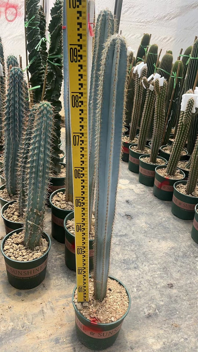Pilosocereus pachycladus