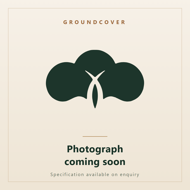 Sesuvium verrucosum, Western Sea Purslane. Ornatec International, photograph coming soon.