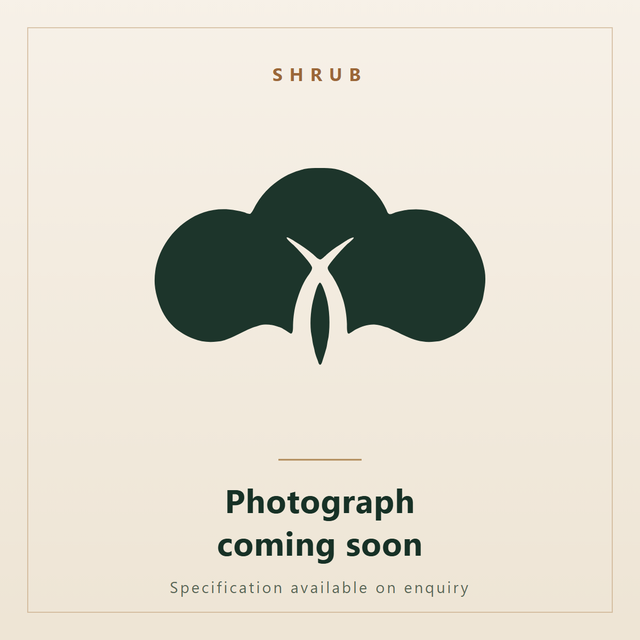 Senna alexandrina, Alexandrian Senna. Ornatec International, photograph coming soon.