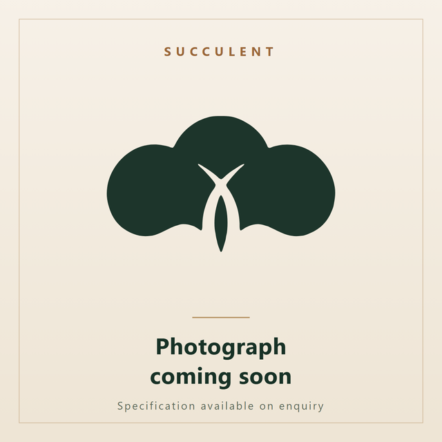 Yucca filamentosa, Adam's Needle. Ornatec International, photograph coming soon.
