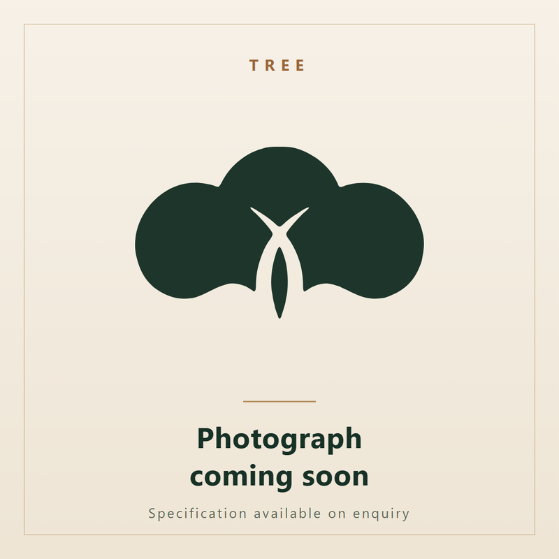 Vachellia xanthophloea (Acacia xanthophloea) - Fever Tree