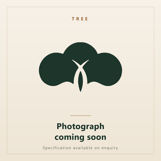Commiphora gileadensis, Arabian Balsam. Ornatec International, photograph coming soon.