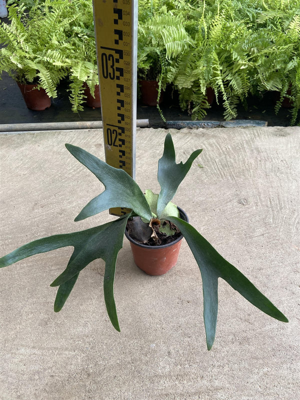 Platycerium bifurcatum