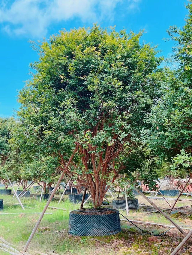 Plinia cauliflora