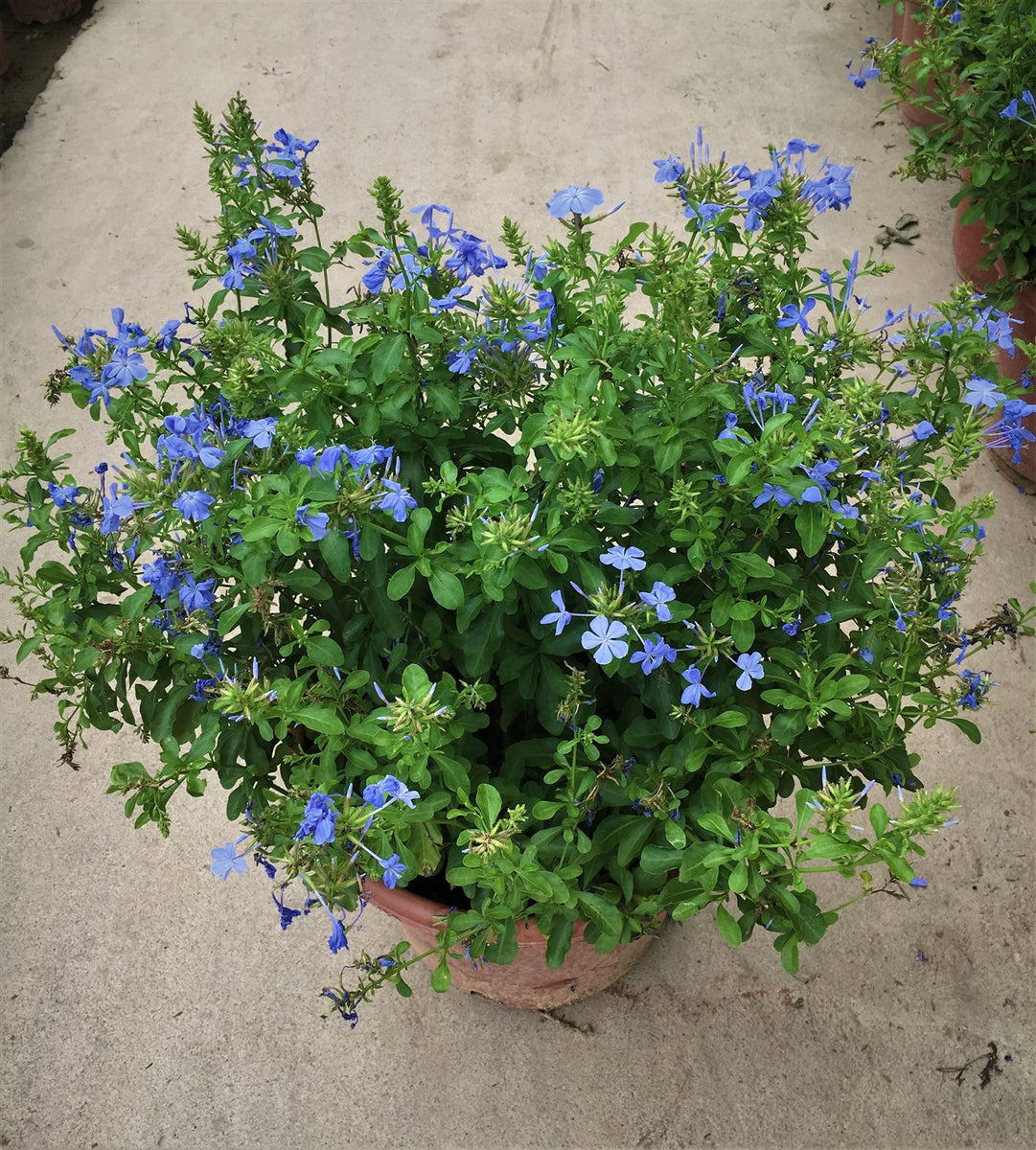 Plumbago auriculata