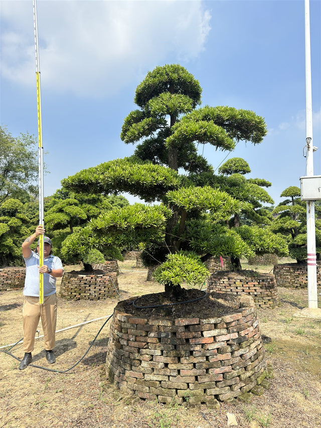 Podocarpus chinensis