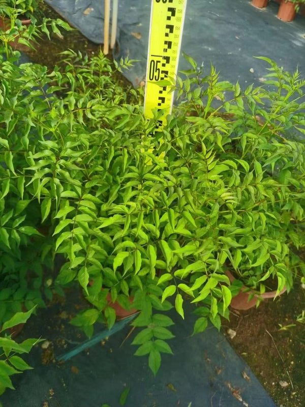 Podranea ricasoliana