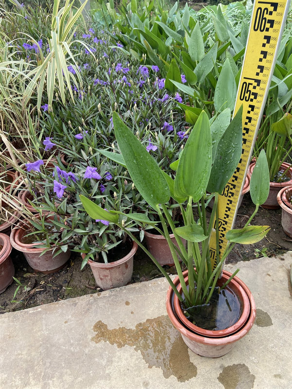Pondederia lanceolata