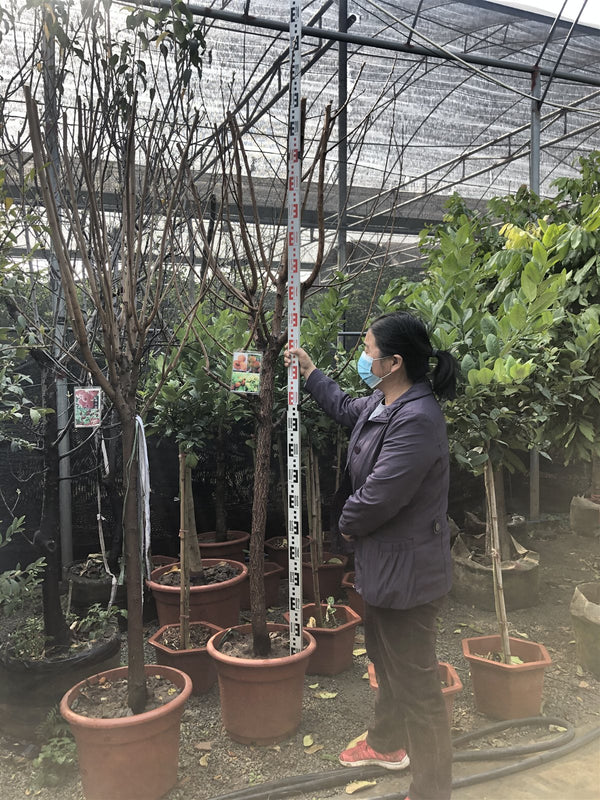 Prunus armeniaca