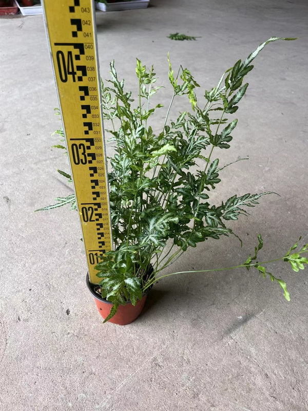 Pteris cretica