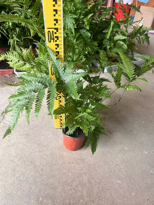 Pteris fauriei