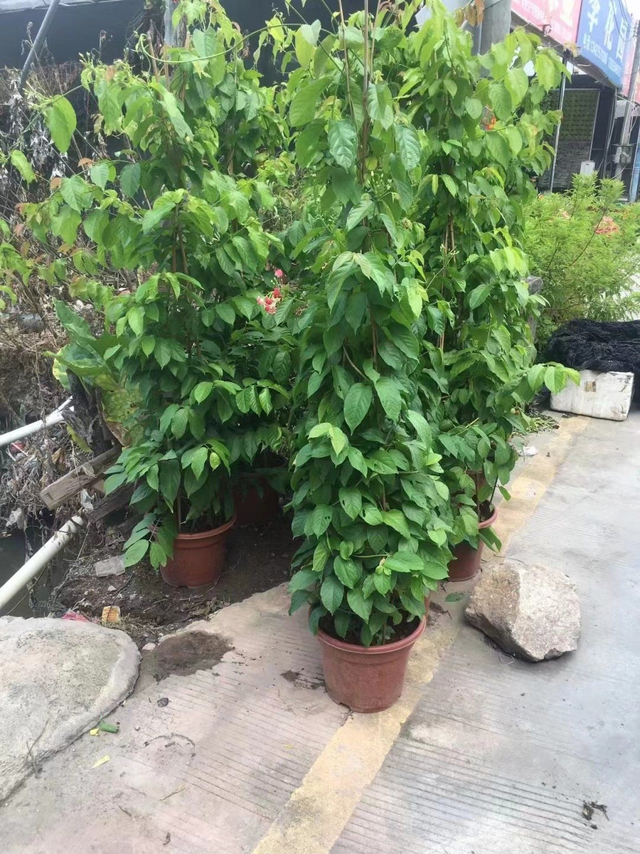 Quisqualis indica