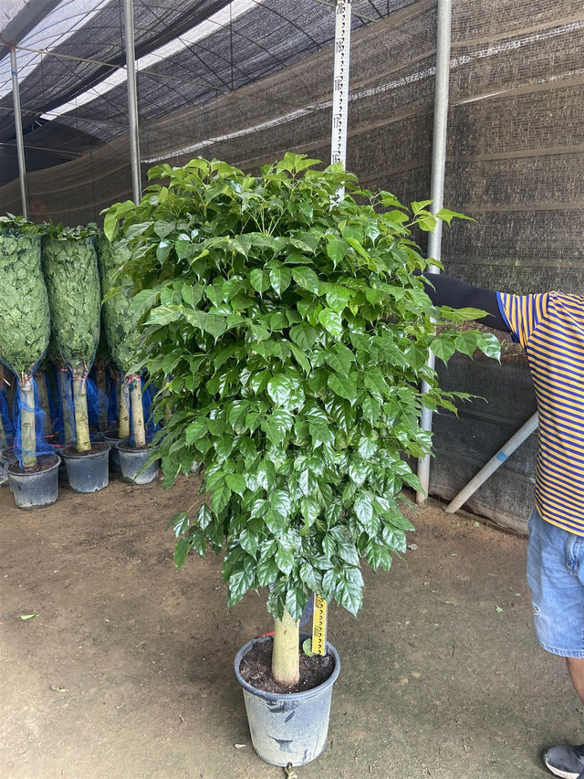 Radermachera hainensis