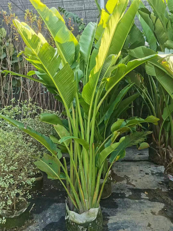 Ravanela madagascariensis