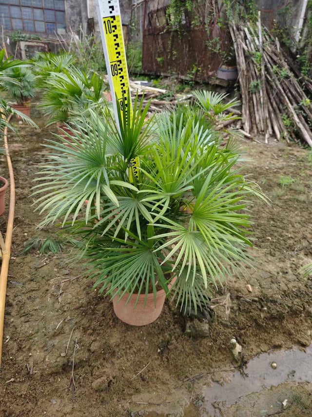Rhapis humilis