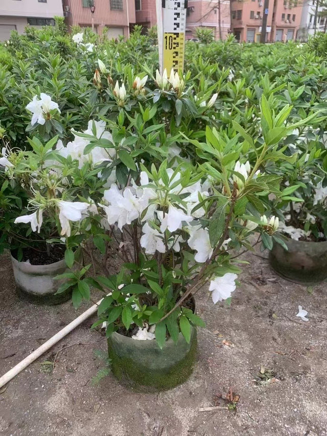 Rhododendron mucronatum