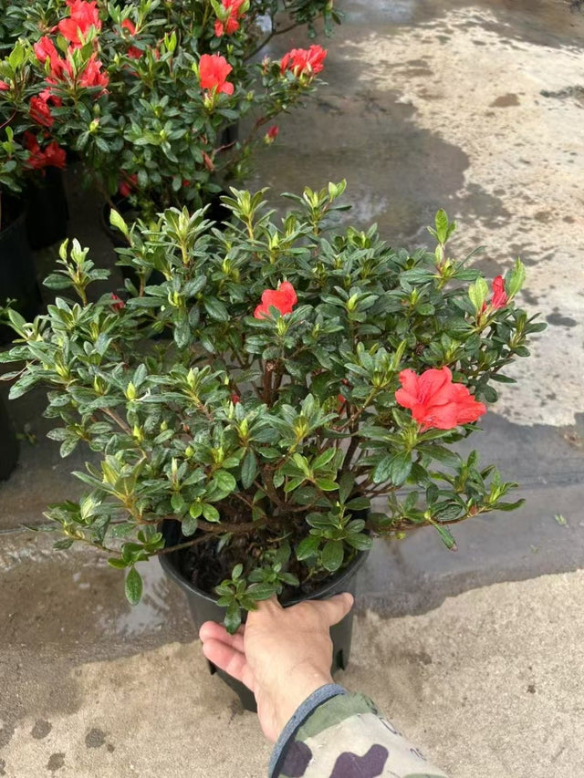 Rhododendron simsii
