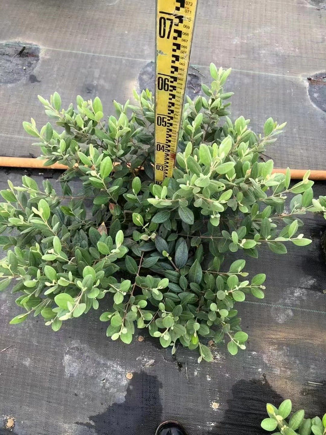 Rhodomyrtus tomentosa