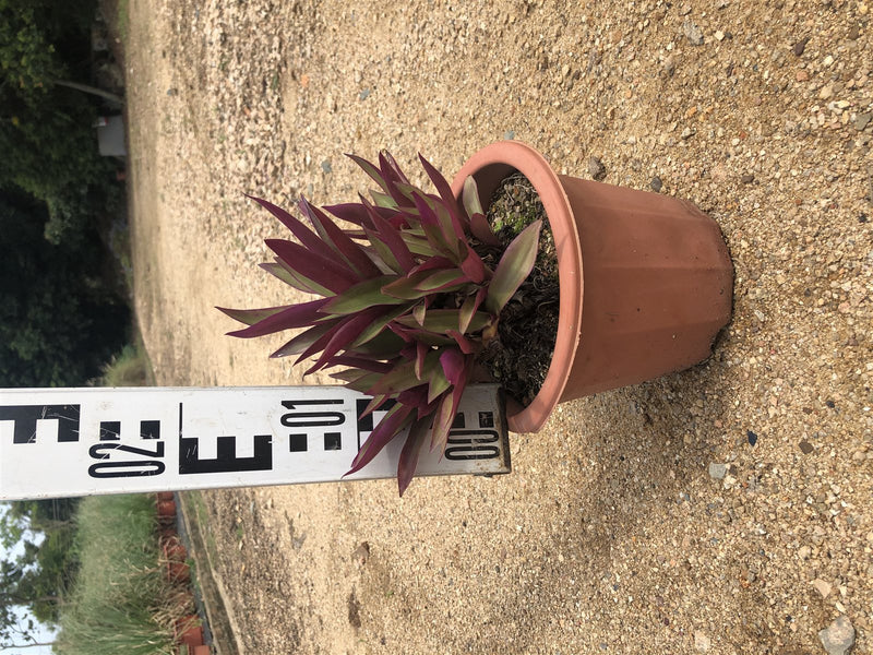 Rhoeo discolor - Oyster Plant