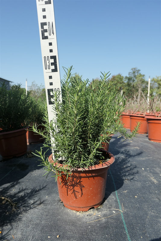 Rosmarinus officinallis
