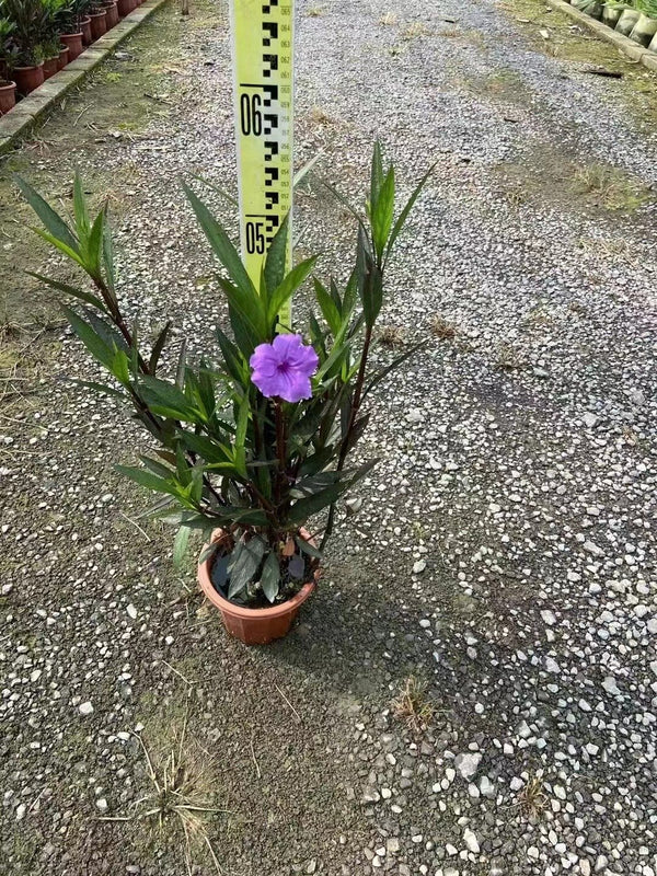 Ruellia britoniana
