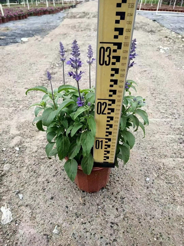 Salvia farinacea
