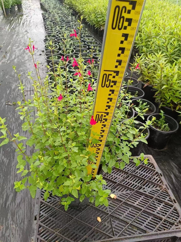 Salvia greggii