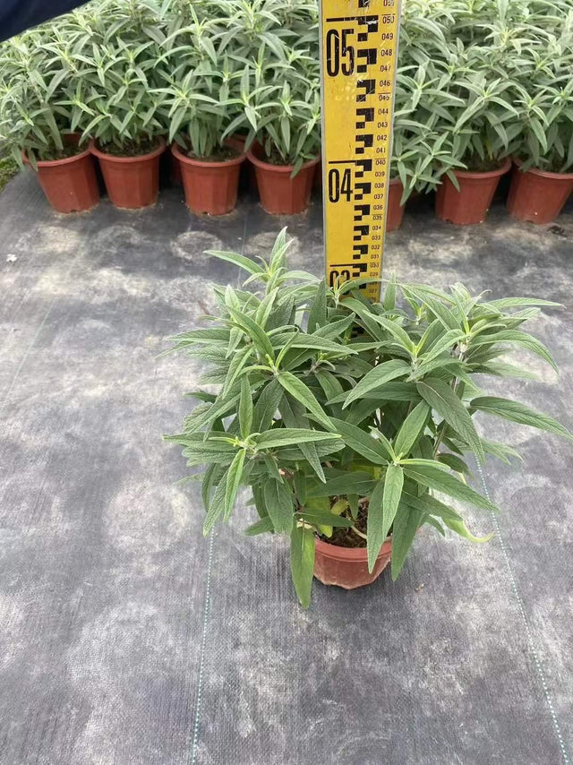 Salvia leucantha