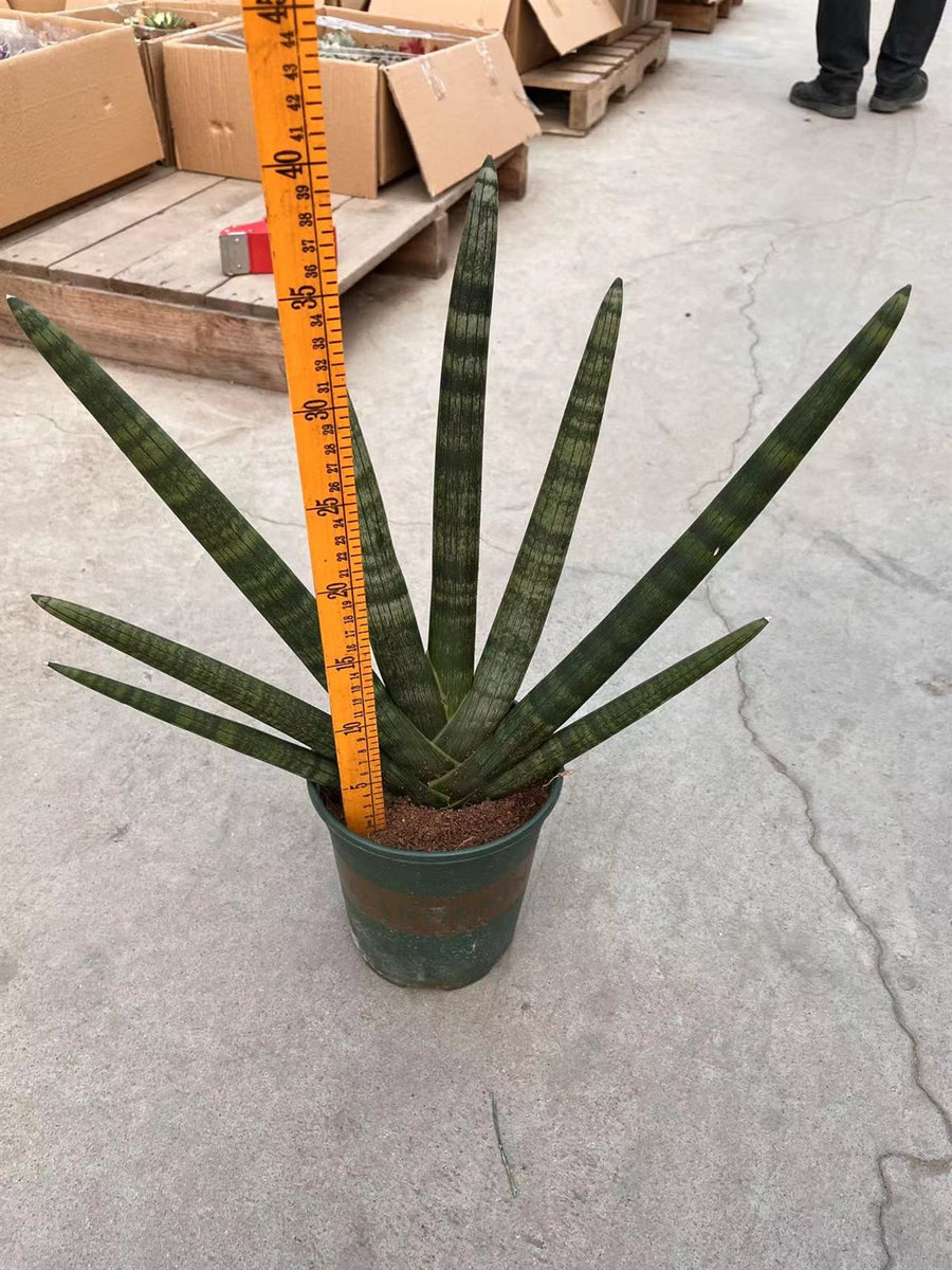 Sansevieria cylindrica
