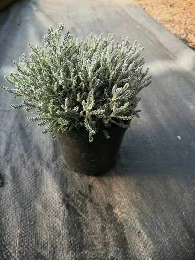 Santolina chamaecypeparissus