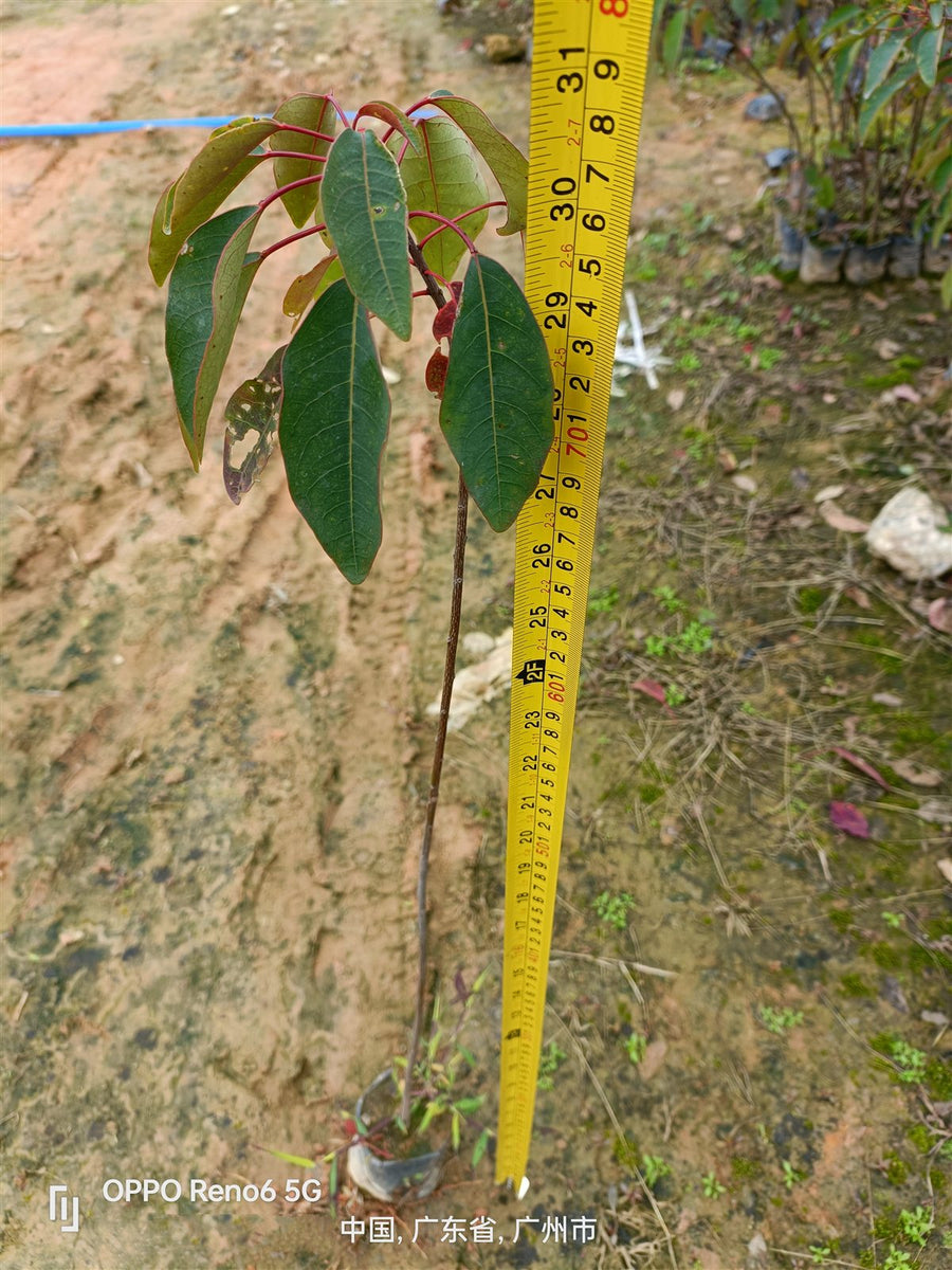 Sapium discolor