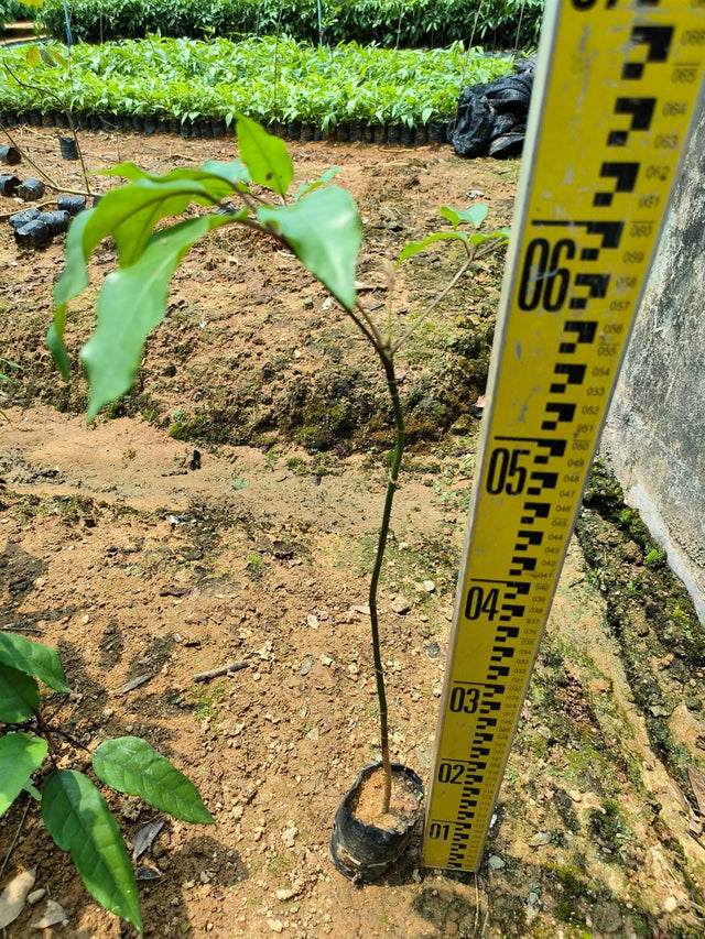 Schefflera octophylla, umbrella tree, a field grown liner measured against a height staff